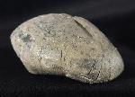 Micraster cf. schroederi STOLLEY 1891 - Bild &copy; FossNet FossilienStore